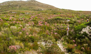 Strandveld Hiking Club Notice